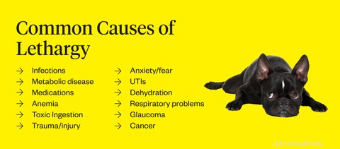 Is Your Dog Lethargic? Common Causes & When to Call the Vet