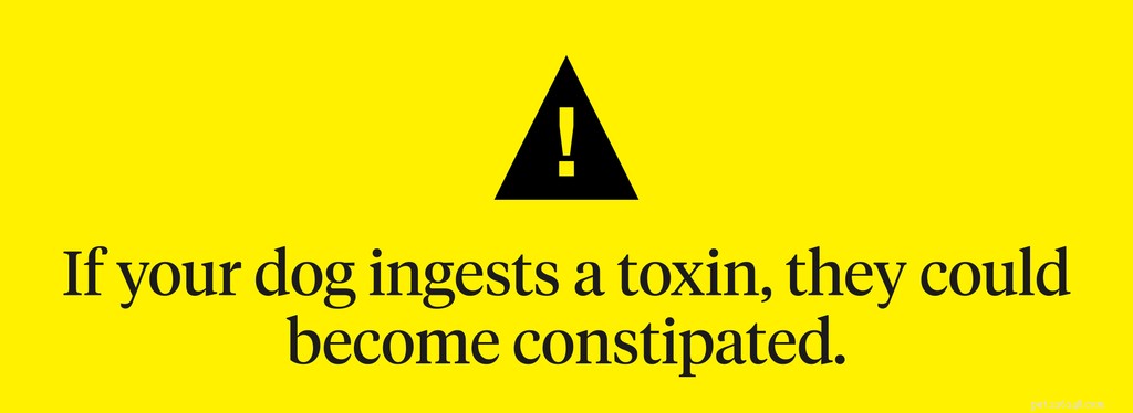 Understanding Dog Constipation: Symptoms, Causes, and Effective Treatments