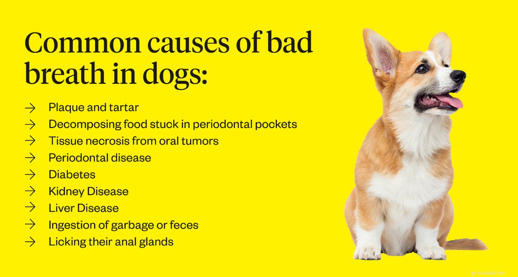 Eliminate Your Dog’s Bad Breath: Proven Tips for Fresh, Healthy Smell