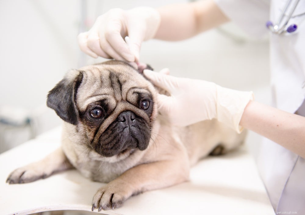 Dog Earwax Color Guide: Recognize Healthy vs. Infection