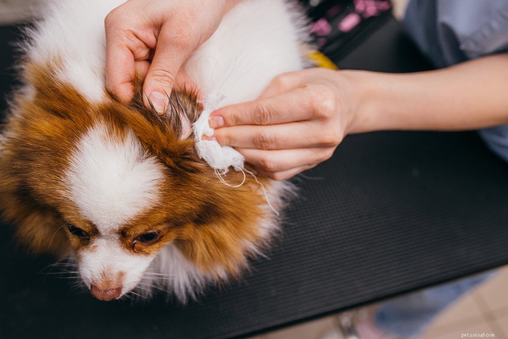 Dog Earwax Color Guide: Recognize Healthy vs. Infection