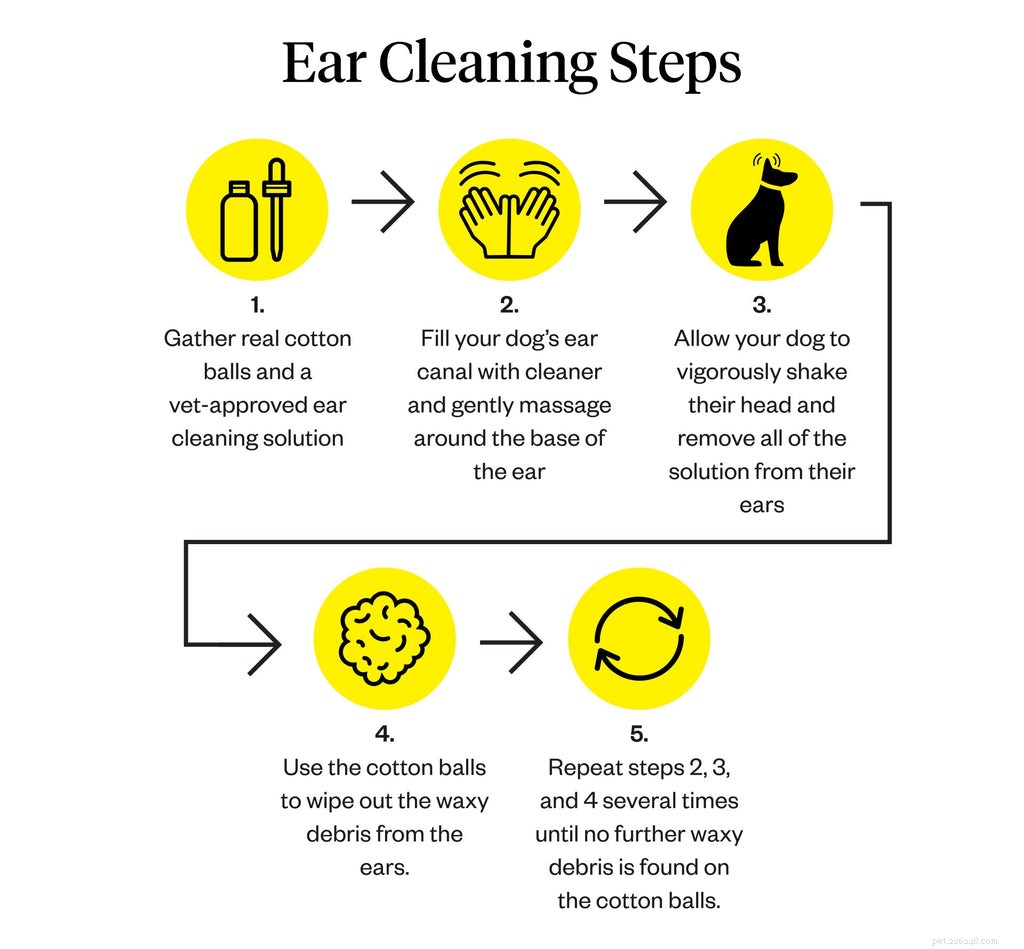 Dog Earwax Color Guide: Recognize Healthy vs. Infection