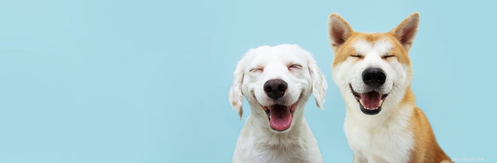 Master Your Dog’s Body Language: Decode Their Signals with Confidence