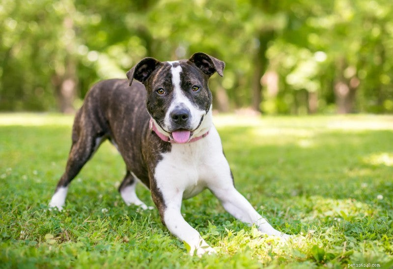 Master Your Dog’s Body Language: Decode Their Signals with Confidence