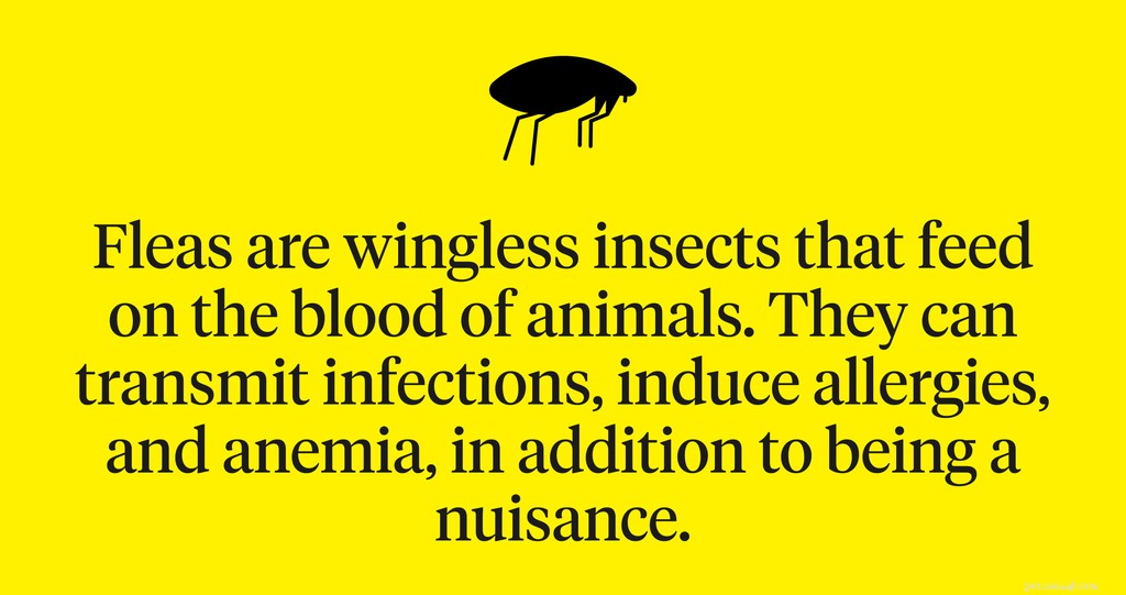 Treating Flea‑Caused Scabs in Dogs: A Veterinarian‑Approved Guide