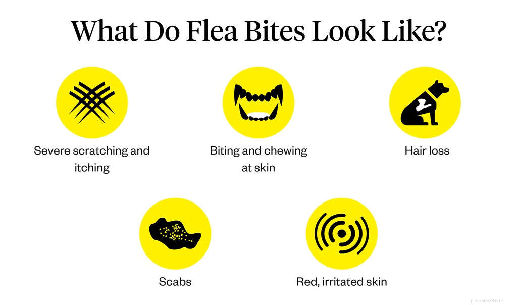 Treating Flea‑Caused Scabs in Dogs: A Veterinarian‑Approved Guide