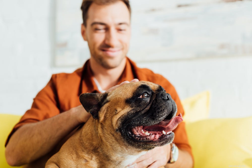 Dog Itches Without Fleas? Uncover Causes and Effective Treatments
