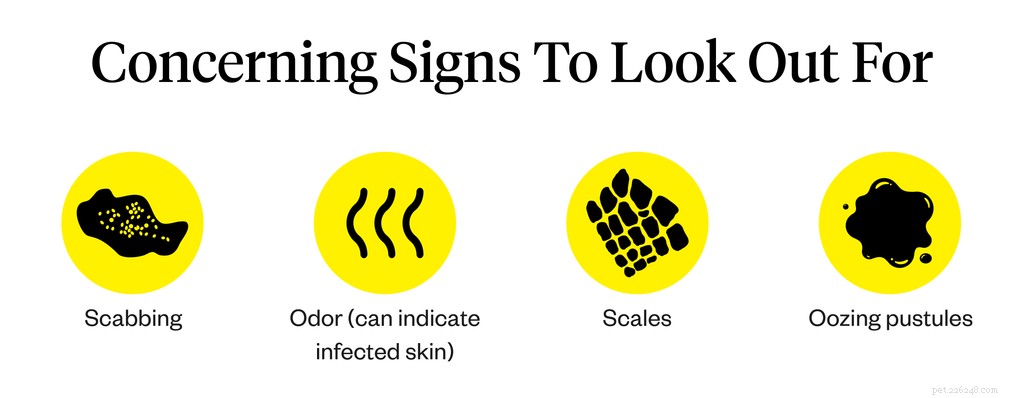Dog Itches Without Fleas? Uncover Causes and Effective Treatments
