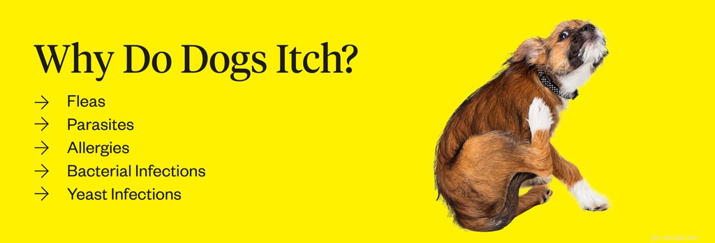 Dog Itches Without Fleas? Uncover Causes and Effective Treatments