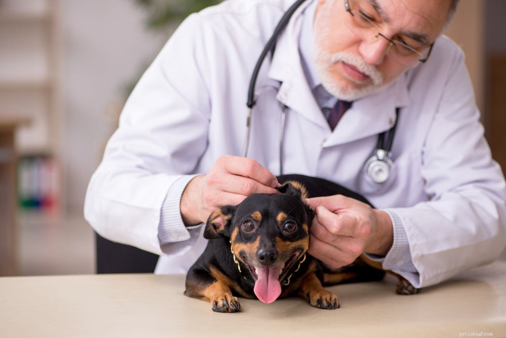 Dog Itches Without Fleas? Uncover Causes and Effective Treatments