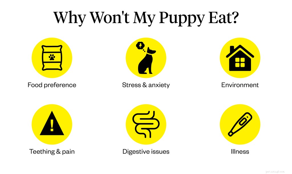 How to Tackle Your Puppy’s Loss of Appetite: Vet-Approved Steps