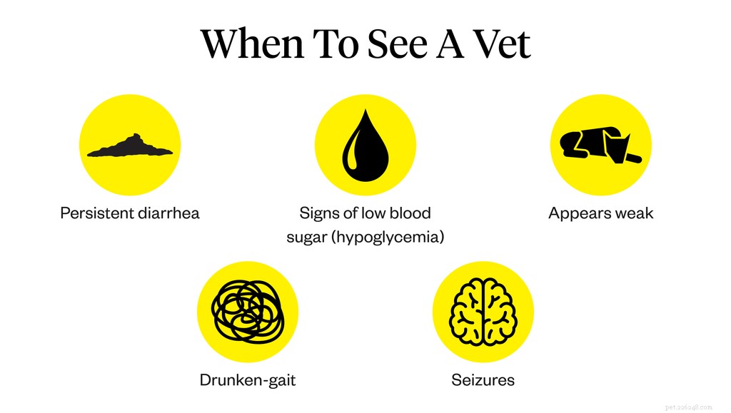 How to Tackle Your Puppy’s Loss of Appetite: Vet-Approved Steps