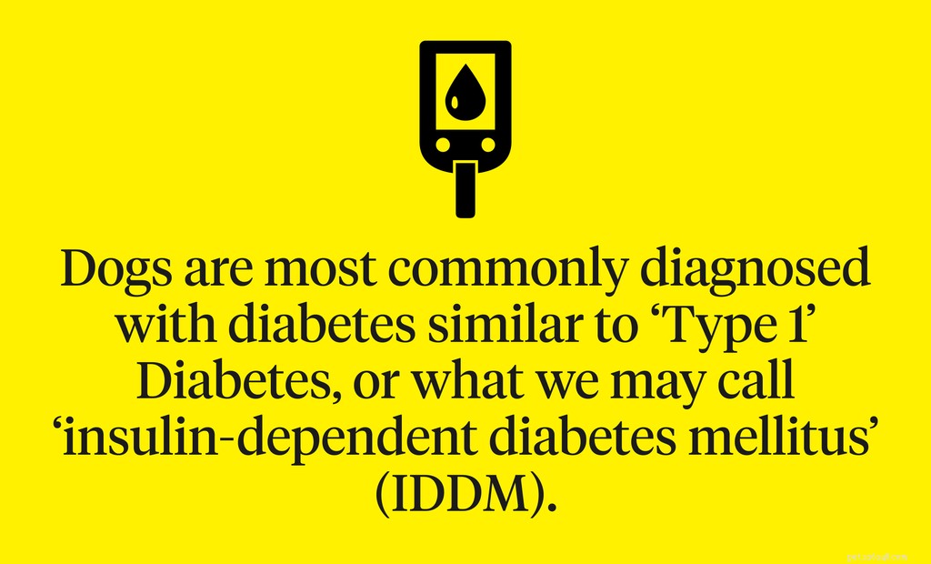 Optimal Diet for Diabetic Dogs: Feeding Tips & Guidelines