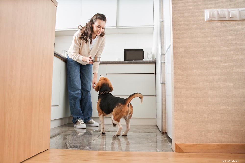 Optimal Diet for Diabetic Dogs: Feeding Tips & Guidelines