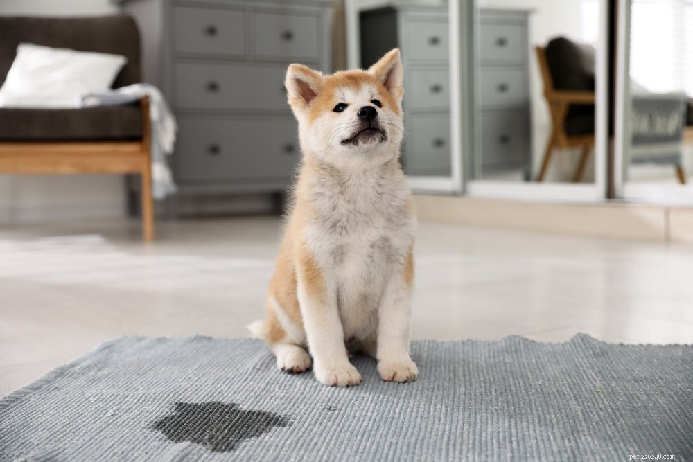 How to Stop Anxiety-Driven Urination in Dogs