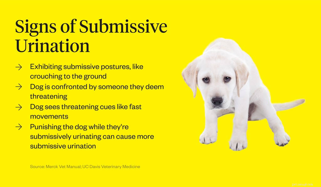 How to Stop Anxiety-Driven Urination in Dogs