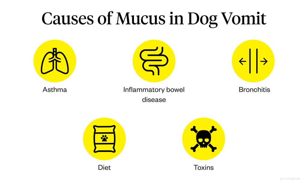 Understanding Dog Mucus: Causes, Symptoms, and Treatment