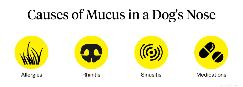 Understanding Dog Mucus: Causes, Symptoms, and Treatment
