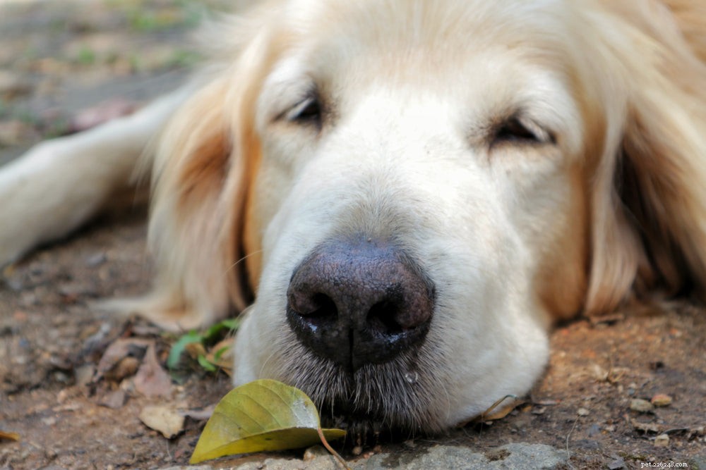 Understanding Dog Mucus: Causes, Symptoms, and Treatment