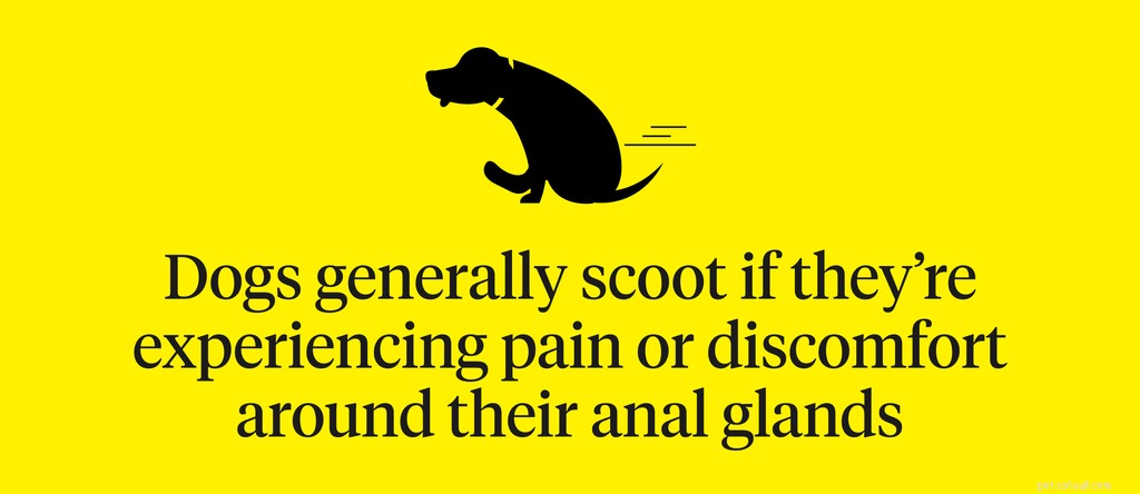 Understanding Dog Scooting: Causes, Symptoms, and Prevention