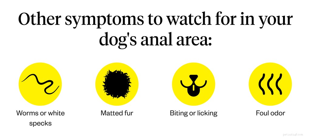 Understanding Dog Scooting: Causes, Symptoms, and Prevention
