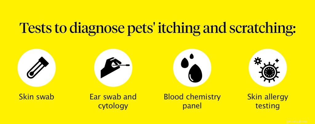 Understanding and Treating Your Dog’s Persistent Itching and Scratching