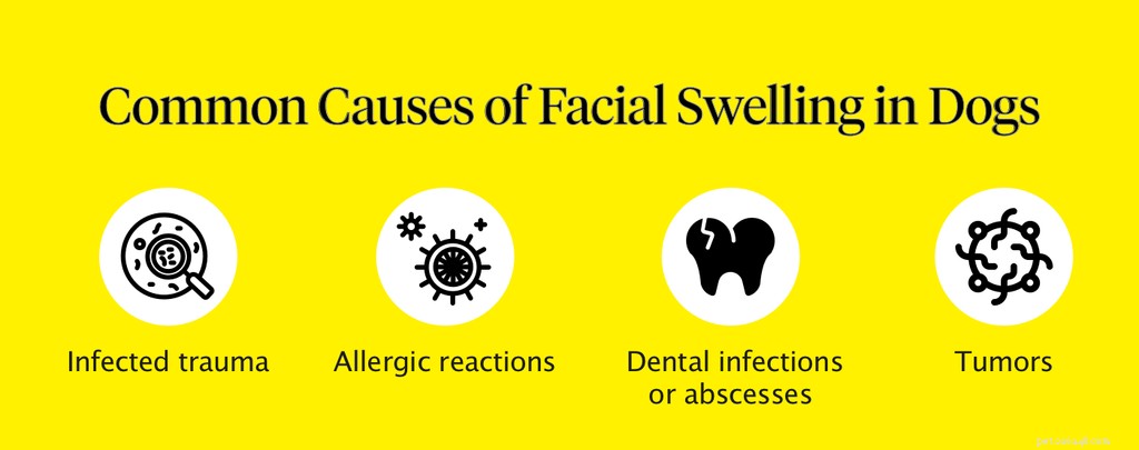 Understanding and Treating Facial Swelling in Dogs: Quick Guidance for Pet Owners