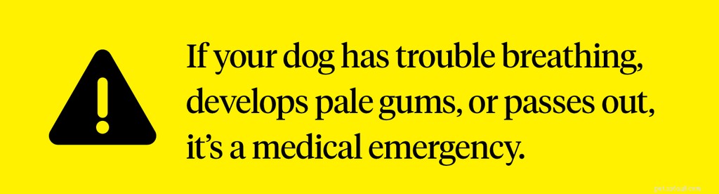 Understanding and Treating Facial Swelling in Dogs: Quick Guidance for Pet Owners