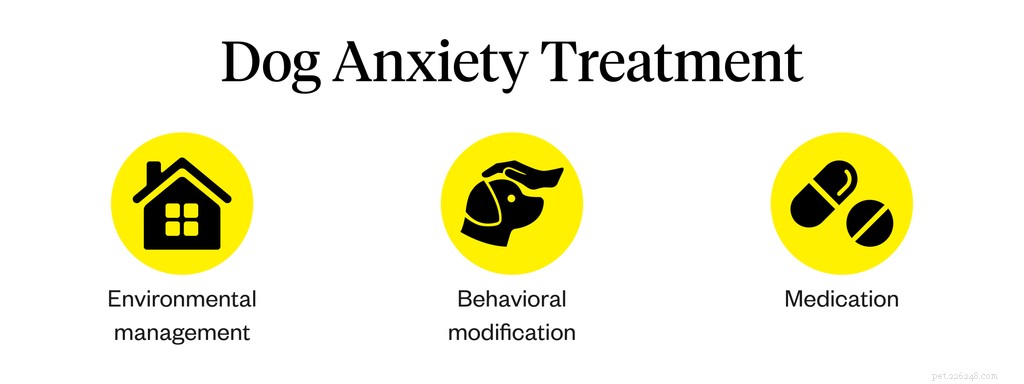 10 Clear Signs of Anxiety in Dogs You Should Know