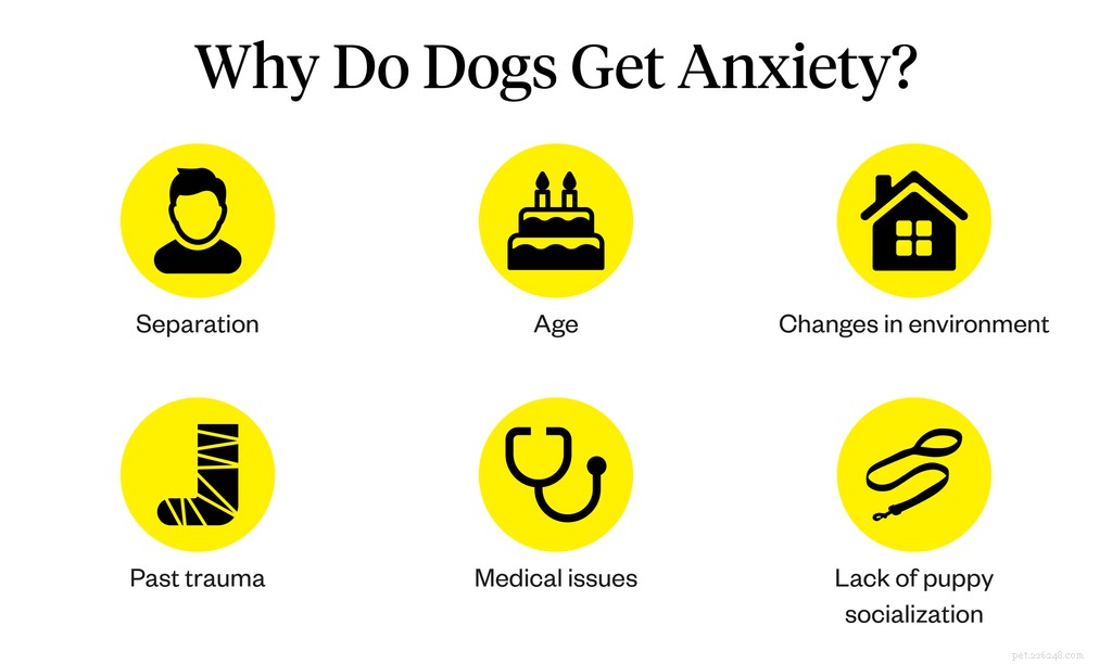 10 Clear Signs of Anxiety in Dogs You Should Know