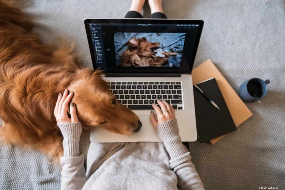 10 Clear Signs of Anxiety in Dogs You Should Know