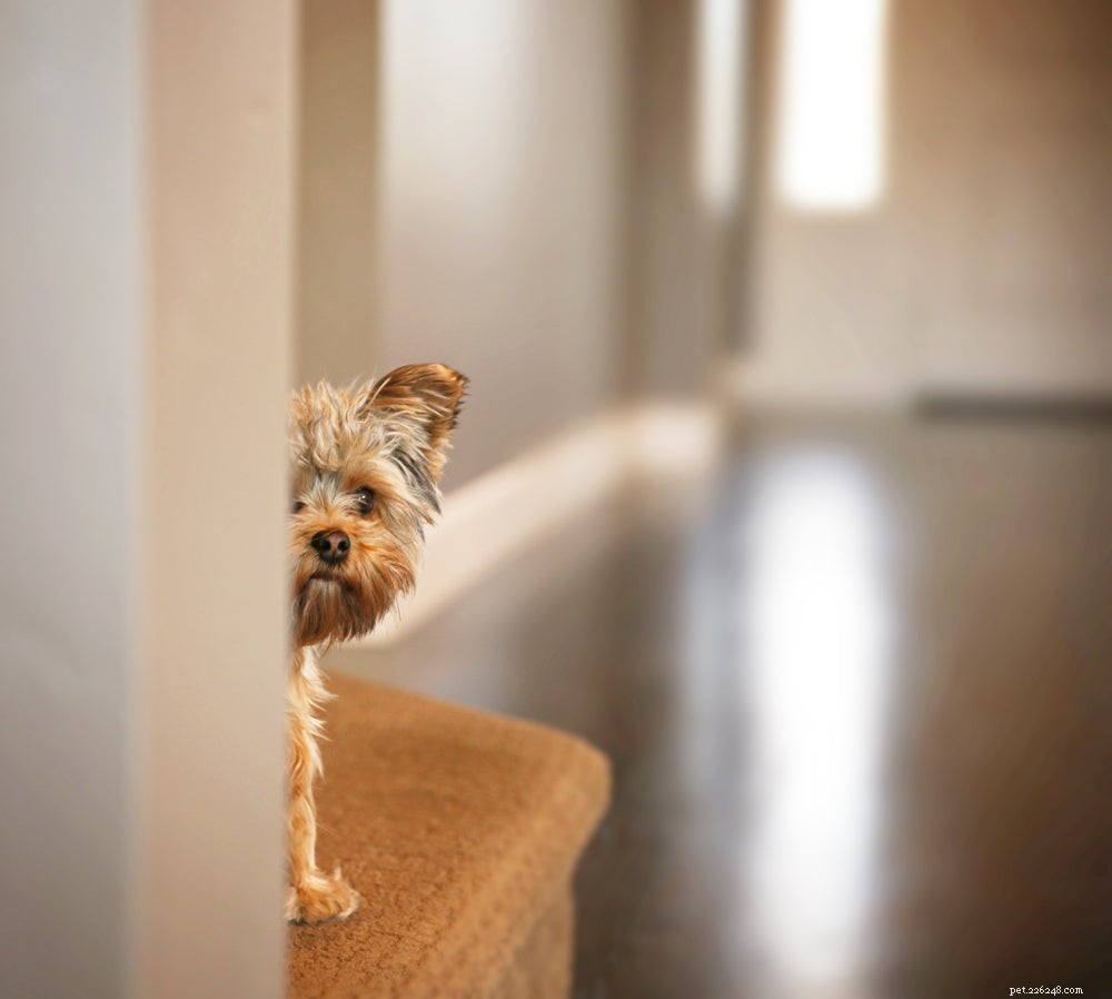 10 Clear Signs of Anxiety in Dogs You Should Know