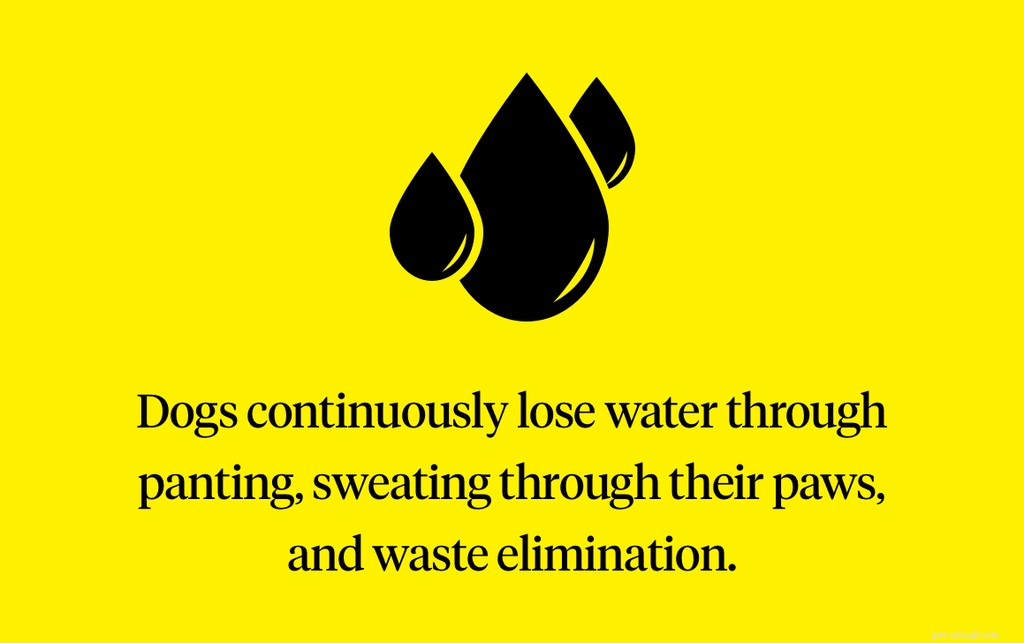 Spotting Dehydration in Dogs: Signs & Prevention Tips
