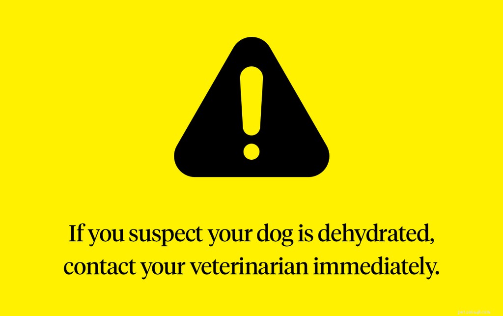 Spotting Dehydration in Dogs: Signs & Prevention Tips