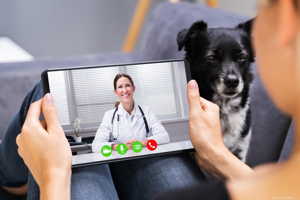 Get a Trusted Dog Prescription Online – Fast, Reliable, and Easy
