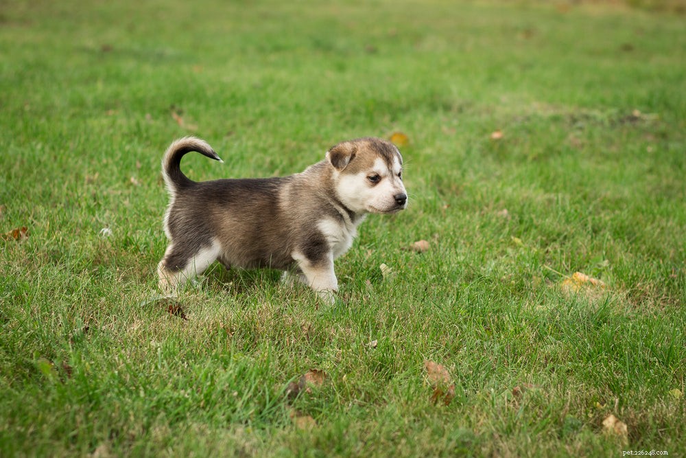 Effective Puppy House Training: Proven Tips for Success