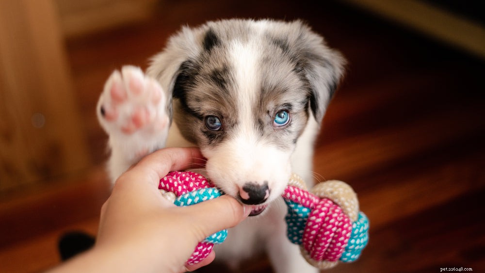 Complete Guide to Weaning Puppies: Expert Steps for Healthy Development