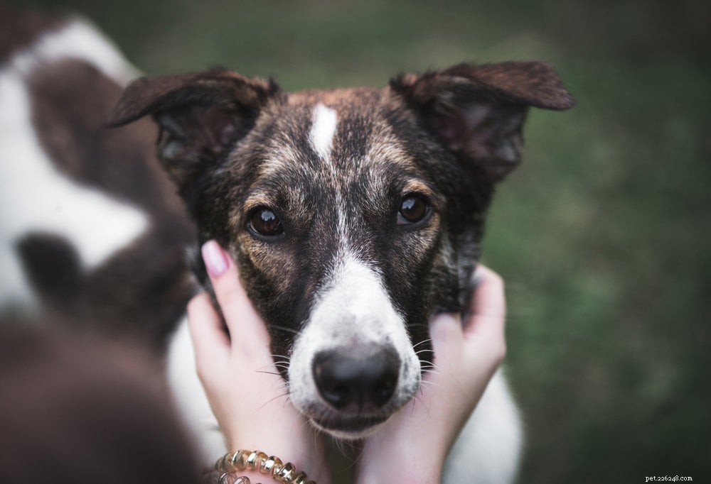 When Your Dog Starts Limping: Quick Steps to Diagnose and Treat the Issue