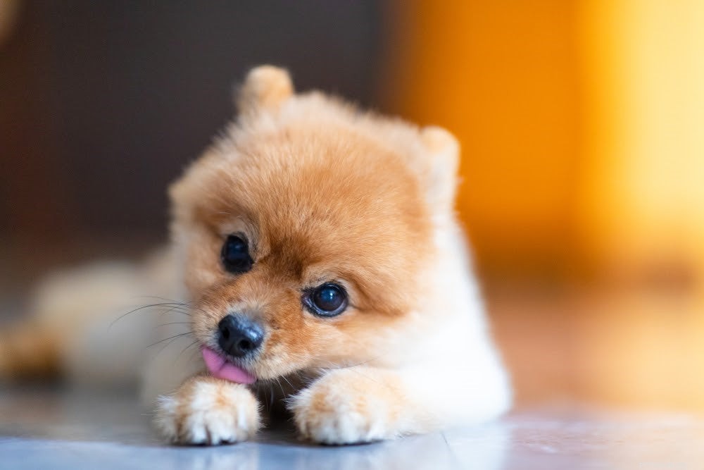 What Causes a Rash in Your Dog? Signs, Causes, and Treatment Options