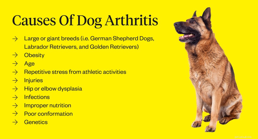 Understanding Dog Arthritis: Symptoms, Causes & Effective Treatments