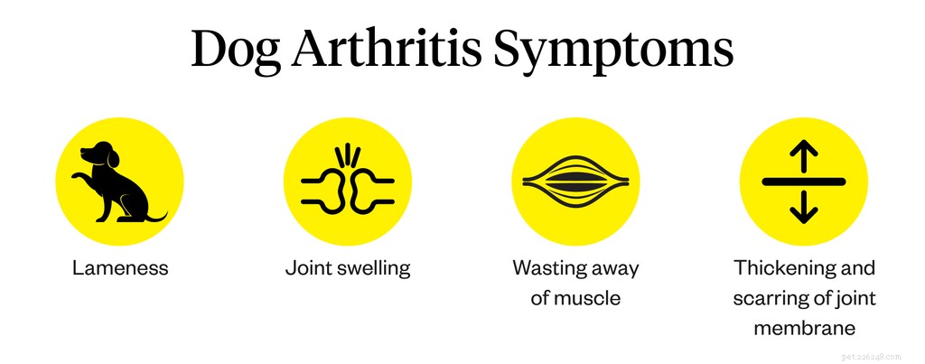 Understanding Dog Arthritis: Symptoms, Causes & Effective Treatments