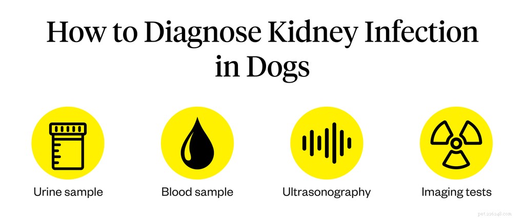 Recognizing Kidney Infection Symptoms in Dogs: A Quick Guide for Pet Owners