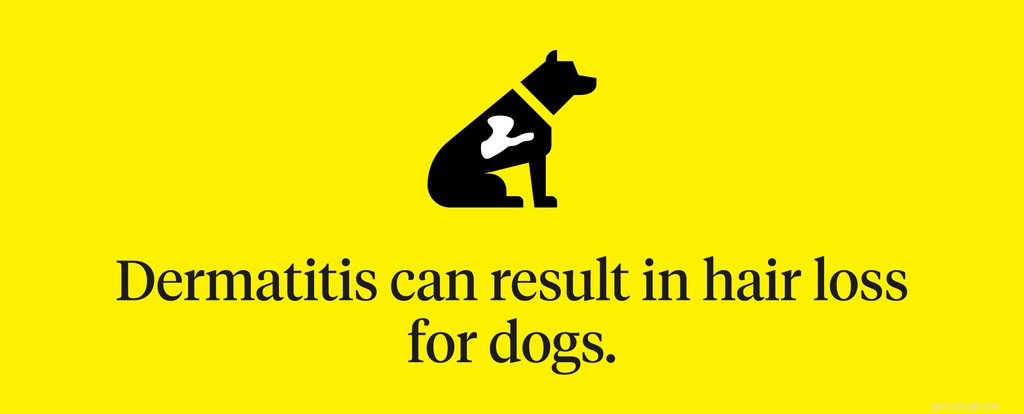 8 Common Causes of Dog Hair Loss & Treatment Options
