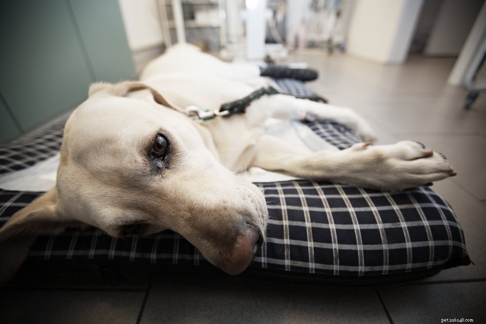 What Causes Dogs to Vomit After Eating? Expert Tips & Remedies