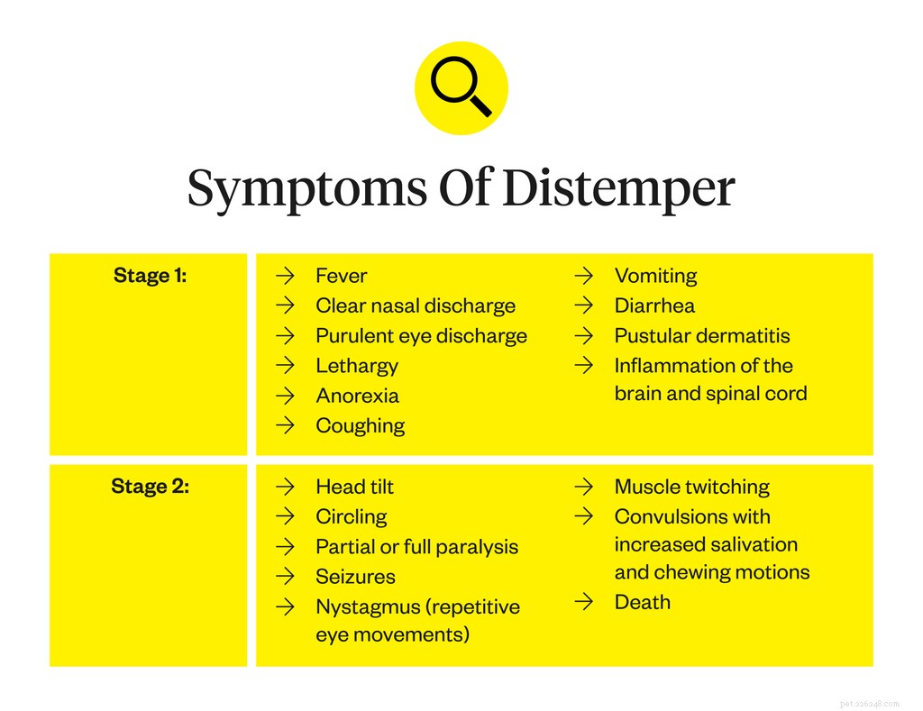 Understanding Canine Distemper: Causes, Symptoms, and Care