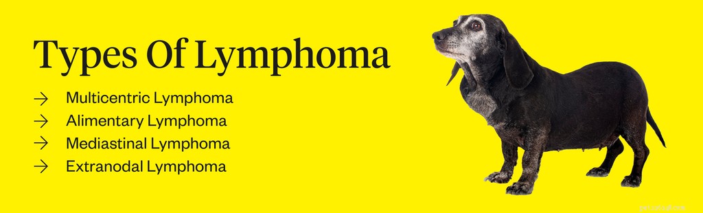 Understanding Canine Lymphoma: Early Symptoms, Diagnosis, and Treatment Options