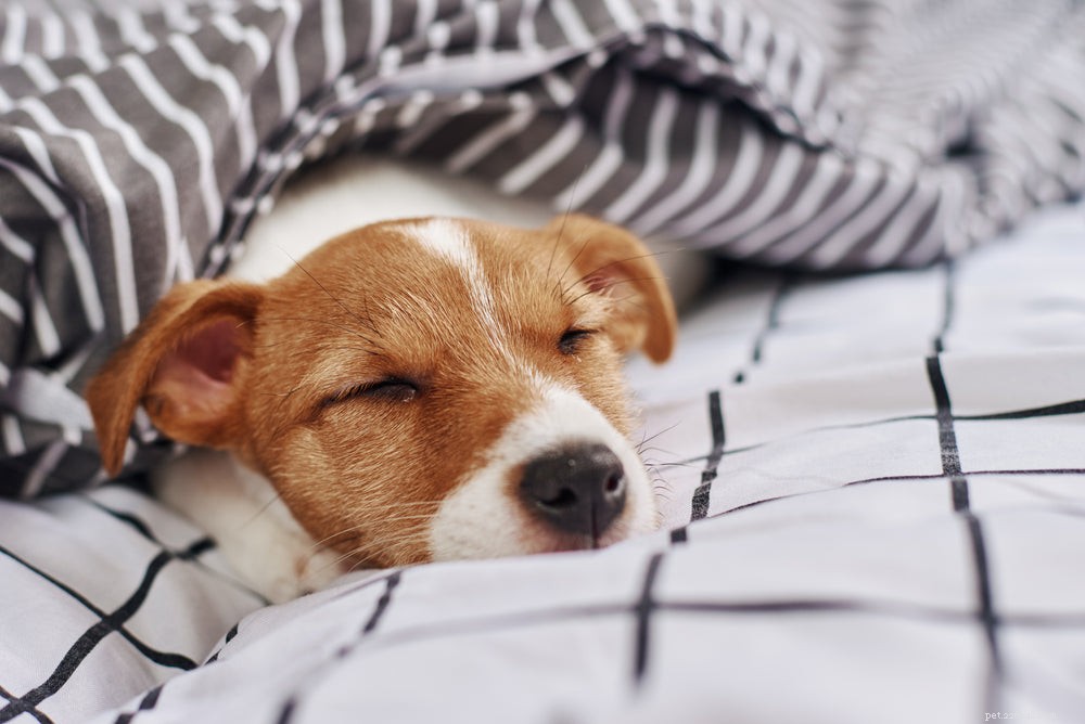 Understanding Canine Distemper: Causes, Symptoms, and Care