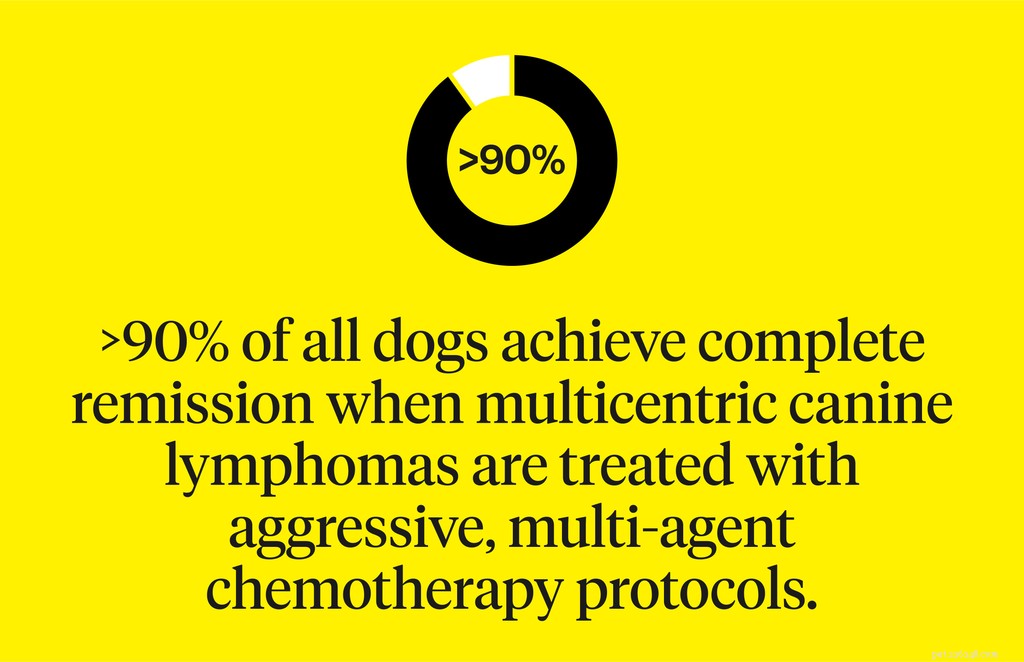 Understanding Canine Lymphoma: Early Symptoms, Diagnosis, and Treatment Options