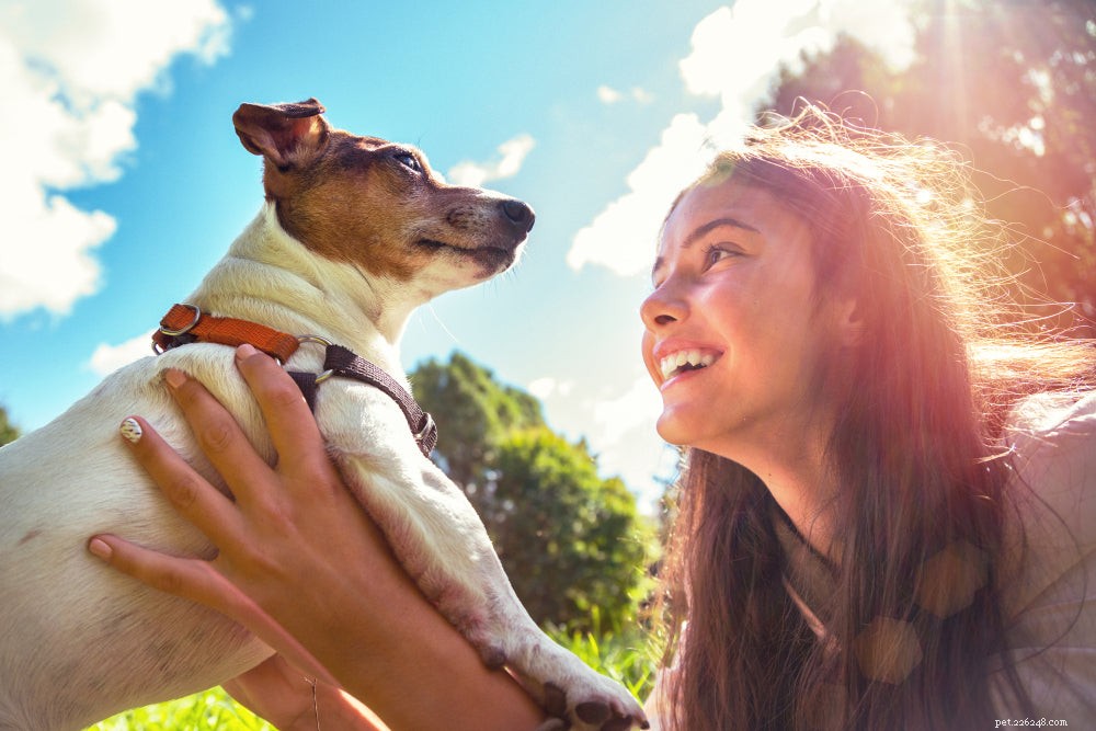 Understanding Canine Lymphoma: Early Symptoms, Diagnosis, and Treatment Options