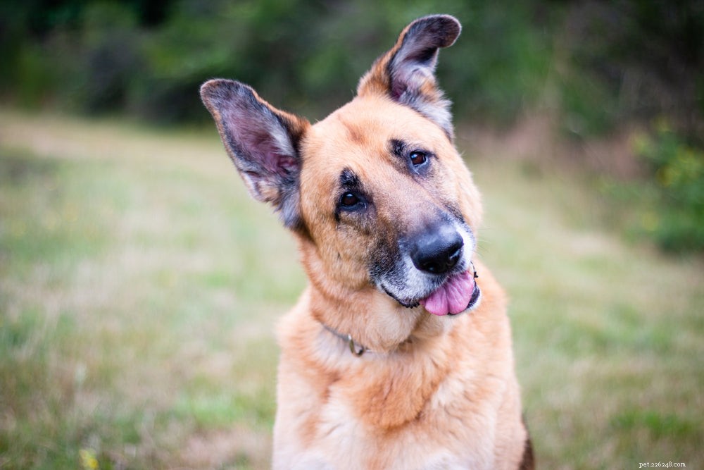 Effortless Potty Training for Senior Dogs: A Proven Routine